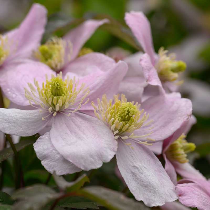 Clematis montana ‘Mayleen’