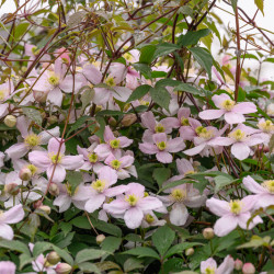 Clematis montana ‘Mayleen’