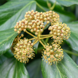 Hedera colchica