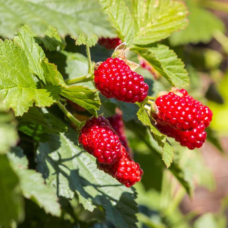 Rubus fruticosus ‘Loganberry’ - Mûre-framboise