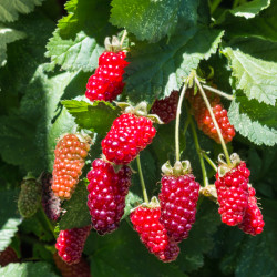 Rubus fruticosus ‘Loganberry’ - Mûre-framboise