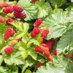 Rubus fruticosus ‘Loganberry’ - Mûre-framboise