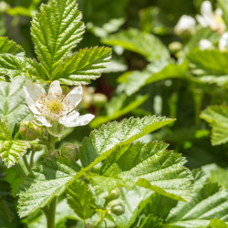 Rubus fruticosus ‘Loganberry’ - Mûre-framboise