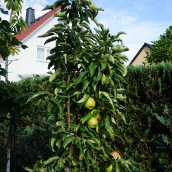 Malus domestica 'Ballerina ® Bolero' - Pommier colonnaire