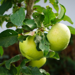 Malus domestica 'Ballerina ® Bolero' - Pommier colonnaire