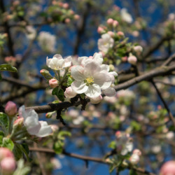 Malus domestica ‘Calville Blanc’