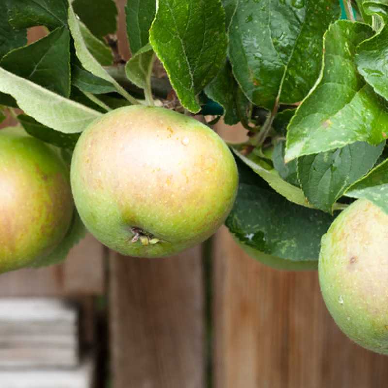 Malus domestica ‘Pomme d'Or‘ - Pommier