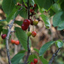 Prunus avium ‘Stella‘