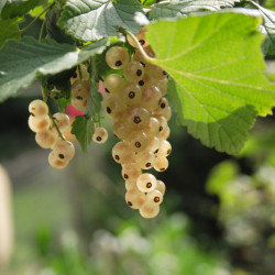 Ribes rubrum ‘Blanka’