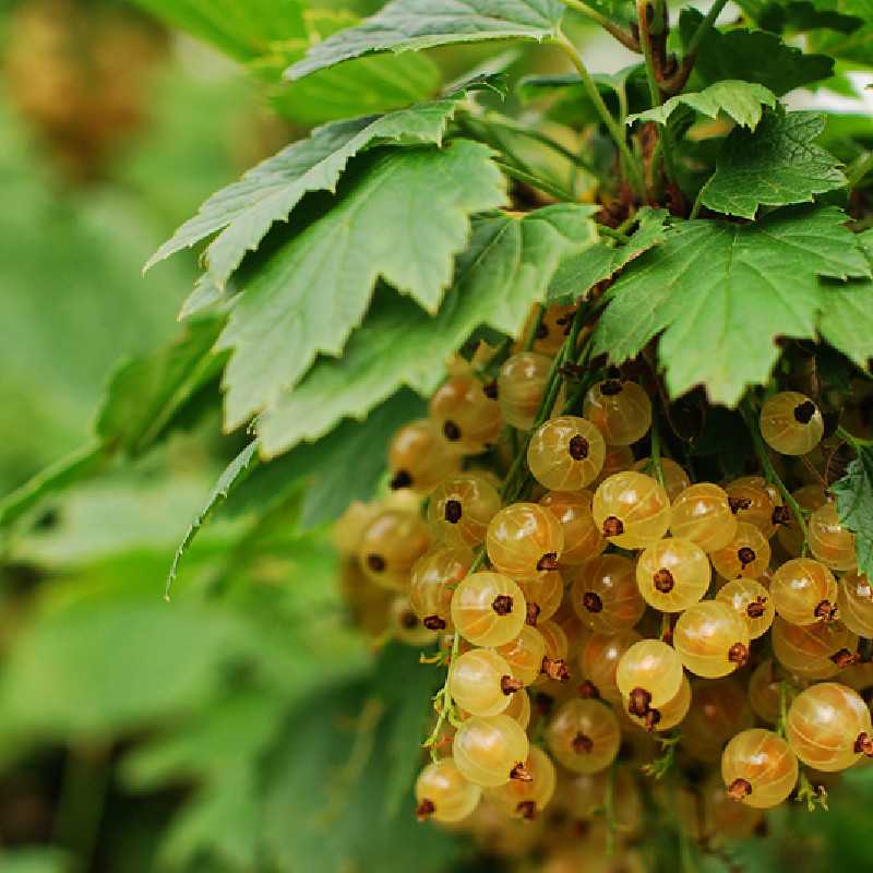 Ribes rubrum ‘Blanka’