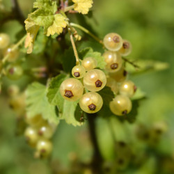 Ribes rubrum ‘Blanka’