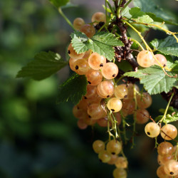 Ribes rubrum ‘Versaillaise Blanche’ - Groseillier