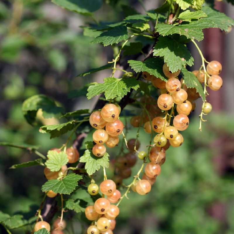 Ribes rubrum ‘Versaillaise Blanche’ - Groseillier