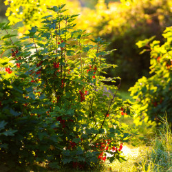 Ribes rubrum ‘Junifer’