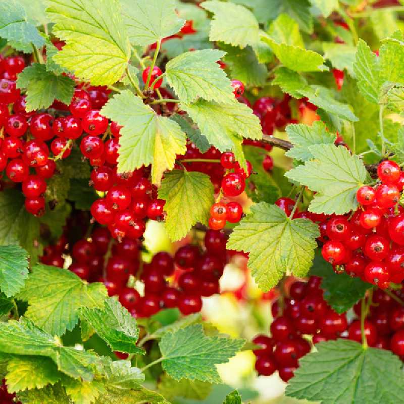 Ribes rubrum ‘Junifer’ - Groseillier à grappes Junifer