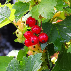 Ribes rubrum ‘Junifer’