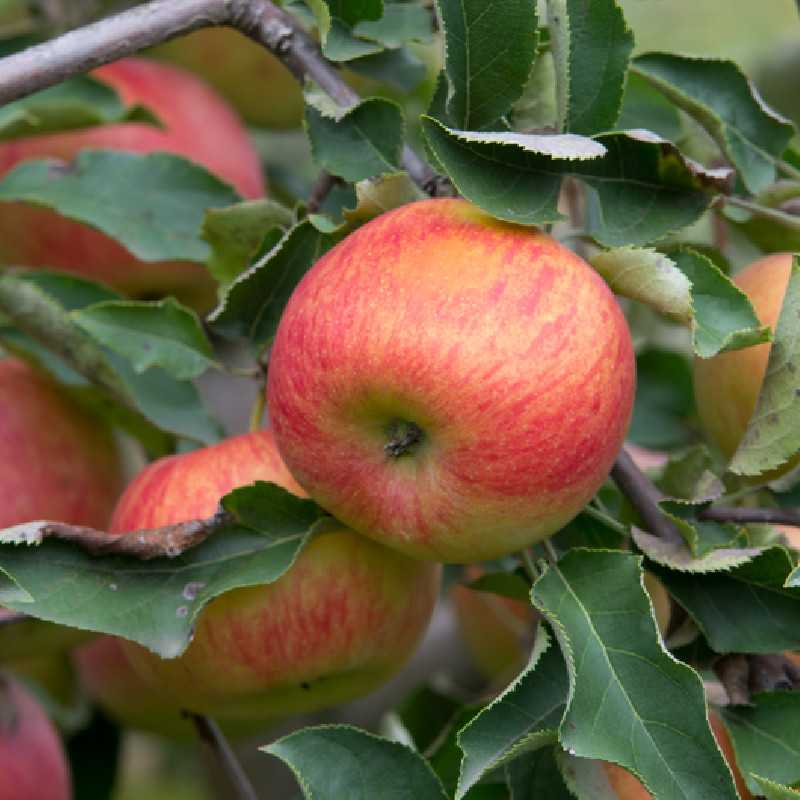 Malus domestica ‘Judor’ - Pommier