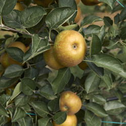 Malus domestica ‘Reinette Grise du Canada’