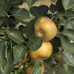 Malus domestica ‘Reinette Grise du Canada’