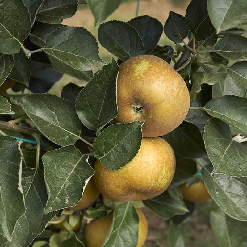 Malus domestica ‘Reinette Grise du Canada’