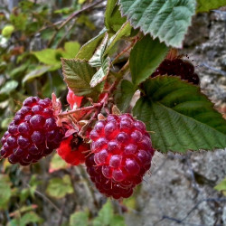 Rubus x loganobaccus ‘Medana Tayberry’