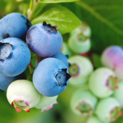 Vaccinium corymbosum ‘Darrow’