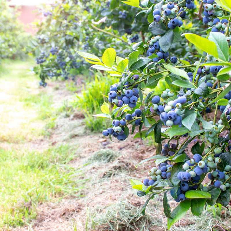 Vaccinium corymbosum ‘Darrow’