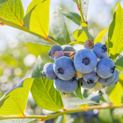 Vaccinium corymbosum ‘Ivanhoe’ - Myrtille