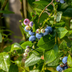 Vaccinium corymbosum ‘Ivanhoe’ - Myrtille