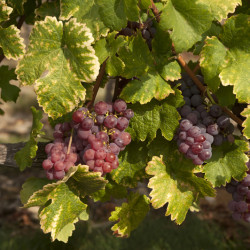 Vitis vinifera ‘Chasselas Rose’