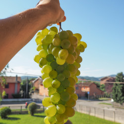 Vitis vinifera 'Italia' - Raisin de table