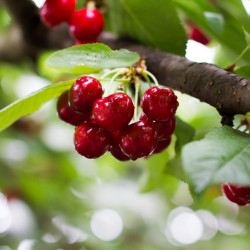 Prunus avium ‘Tardive de Vignola’