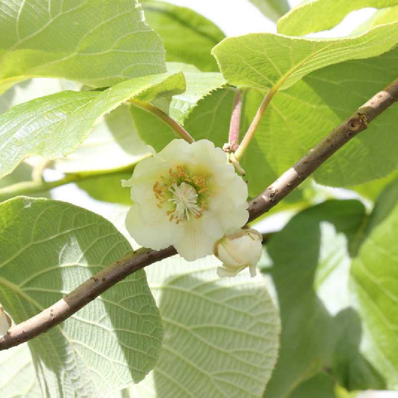 Actinidia chinensis ‘Minkimâle’ (kiwi mâle) Kiwi jaune