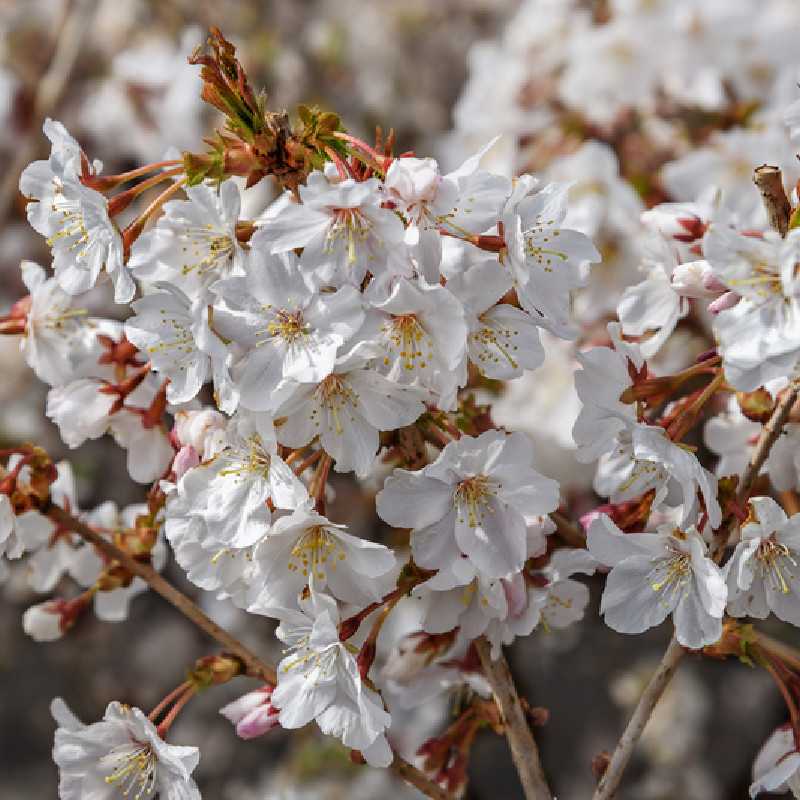 Prunus incisa ‘Mikinori‘