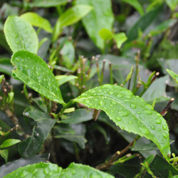 Camellia sinensis