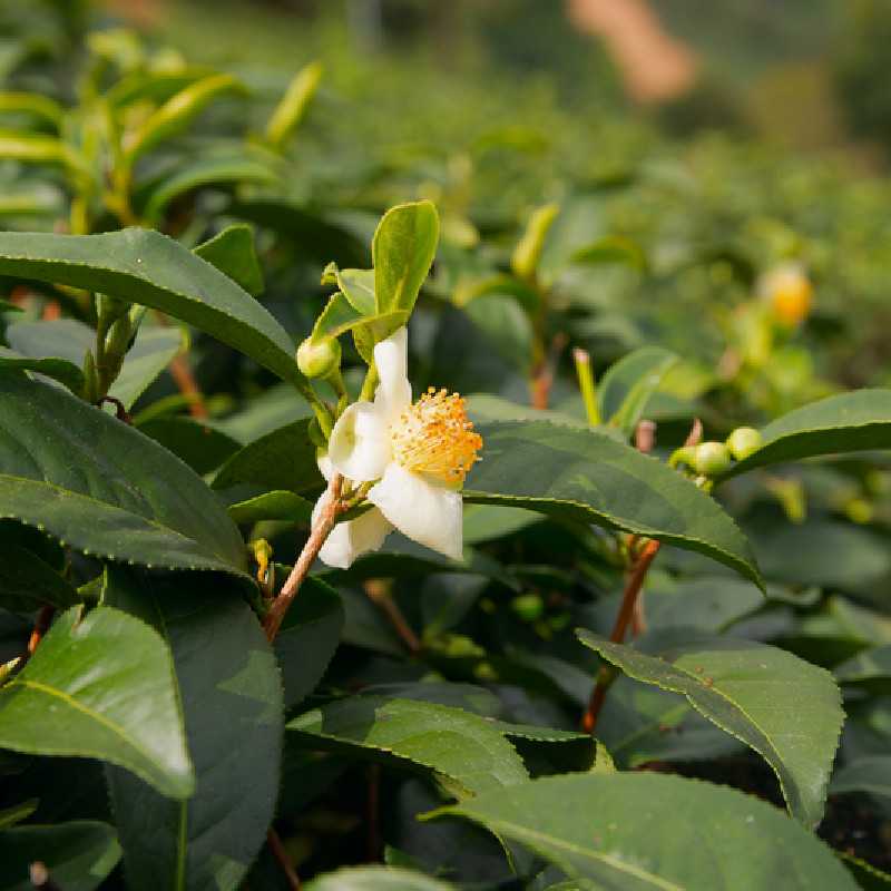 Camellia sinensis