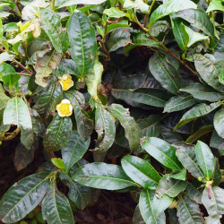 Camellia sinensis