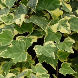 Hedera helix ‘Goldchild’