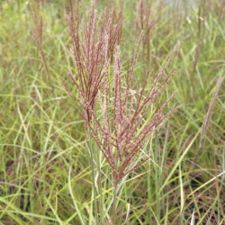 Miscanthus sinensis 'Neil Lucas' - Roseau de Chine