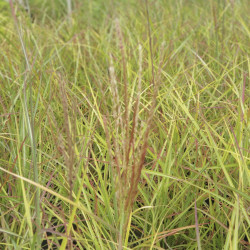 Miscanthus sinensis 'Neil Lucas' - Roseau de Chine