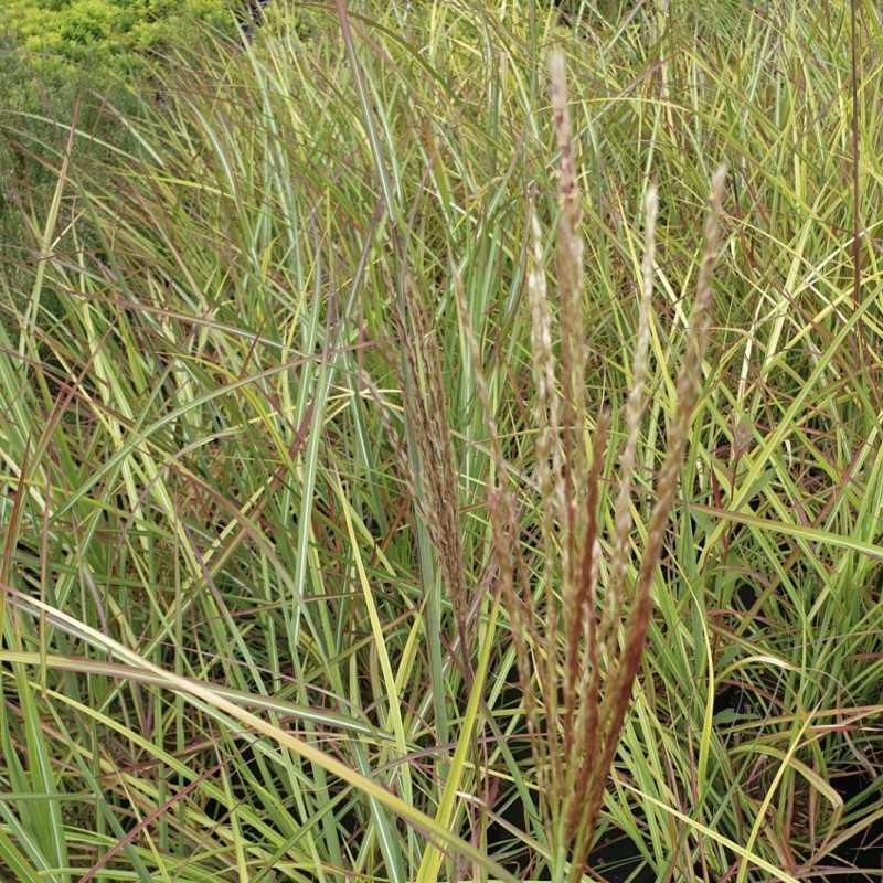 Miscanthus sinensis 'Neil Lucas' - Roseau de Chine