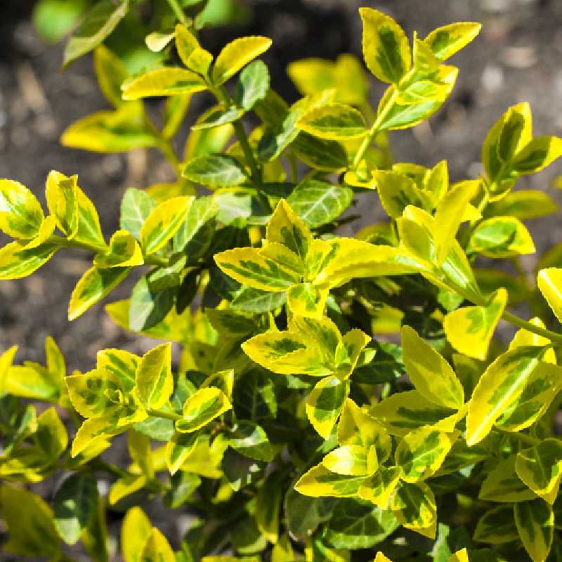 Euonymus fortunei ‘Emerald 'n' Gold’