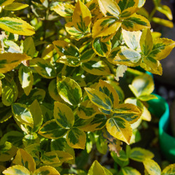 Euonymus fortunei ‘Emerald 'n' Gold’