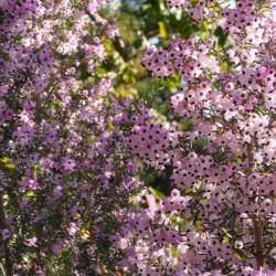 Erica arborea ‘Mediterranea’ - Bruyère