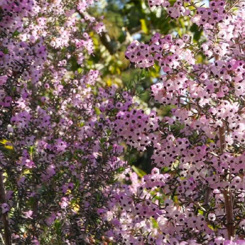 Erica arborea ‘Mediterranea’ - Bruyère