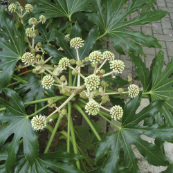 Fatsia japonica