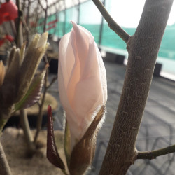 Magnolia × loebneri ‘Rasberry Fun’