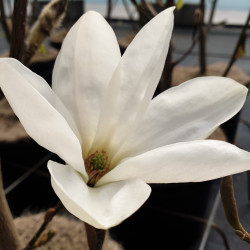 Magnolia × loebneri ‘Rasberry Fun’