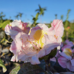 Azalea mollis Cécile