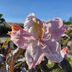 Azalea mollis Cécile